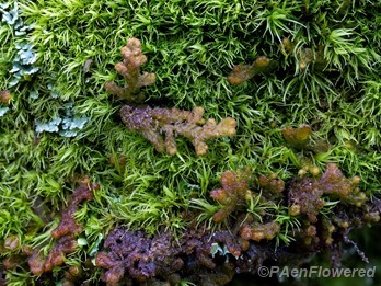 Plant form in moss